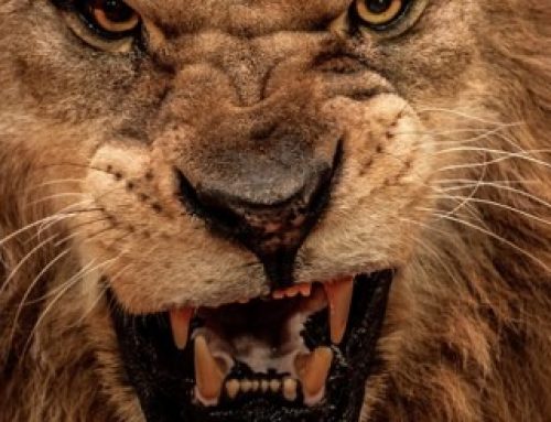 Anger Awareness: Taming Our TempersAbout Human Health Project (HHP) ProgramsHuman health Project is a comprehensive holistic health charity. Read More